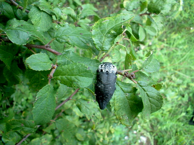 Buprestidae: Capnodis tenebrionis